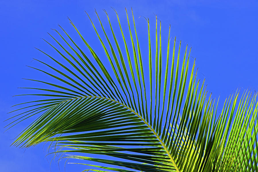 Palm Tree Branch- St Lucia #1 Photograph by Chester Williams