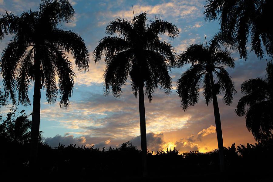 Palm Tree Silhouette #1 Photograph by Karen Lee Ensley