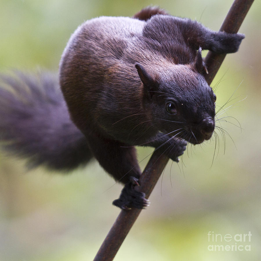 Panamanian Tree Squirrel #1 Photograph by Heiko Koehrer-Wagner