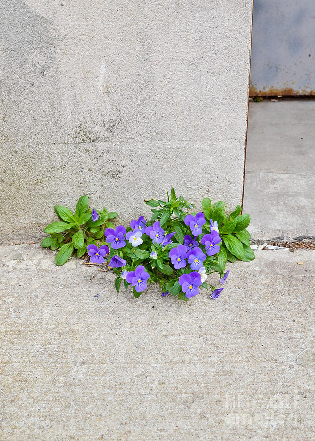 Pansies Growing Out Of Concrete #1 Photograph by Photo Researchers