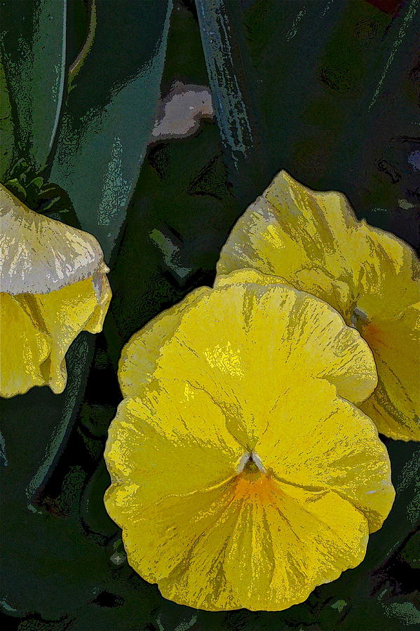 Pansy 6 Photograph by Pamela Cooper