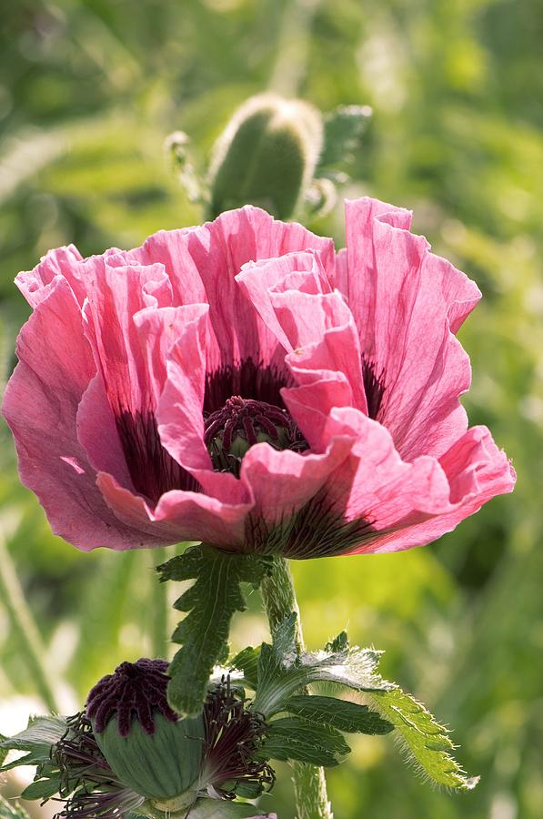 Мак 1. Мак Восточный Манхэттен. Papaver orientale l. коробочка. Восточные маки Манхэттен. Бутоны мака восточного.