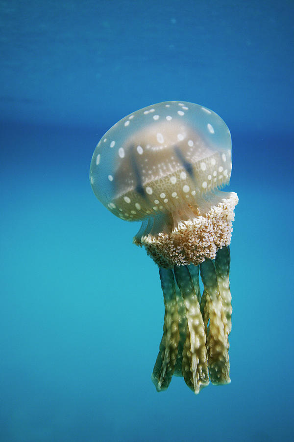 Papuan Jellyfish  #1 Photograph by Hiroya Minakuchi