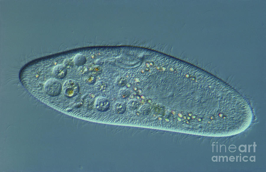 Paramecium Caudatum Lm Photograph By M I Walker