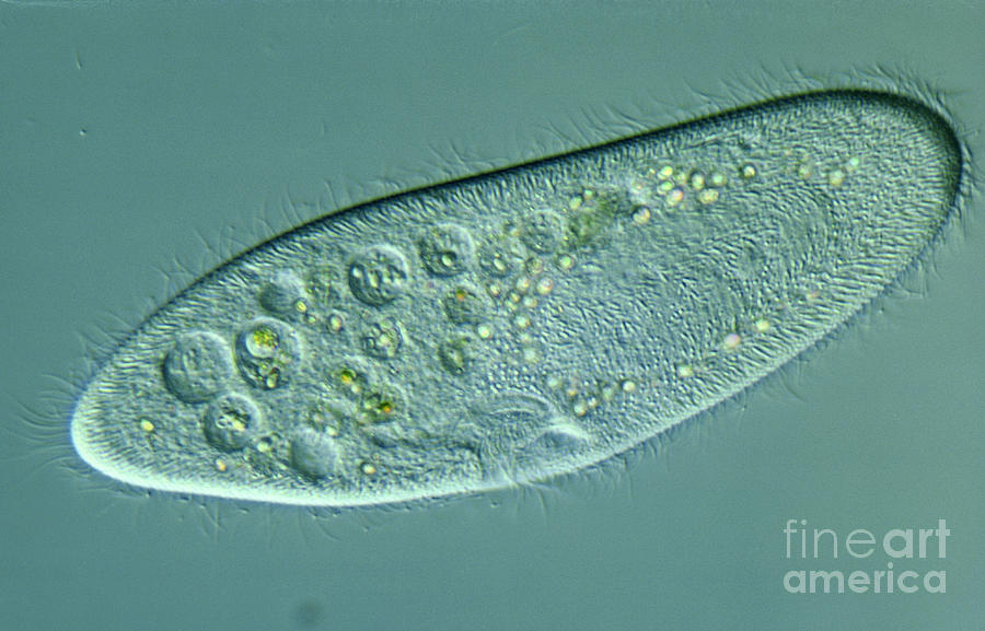 Light Microscopy Photograph - Paramecium Caudatum #1 by M. I. Walker