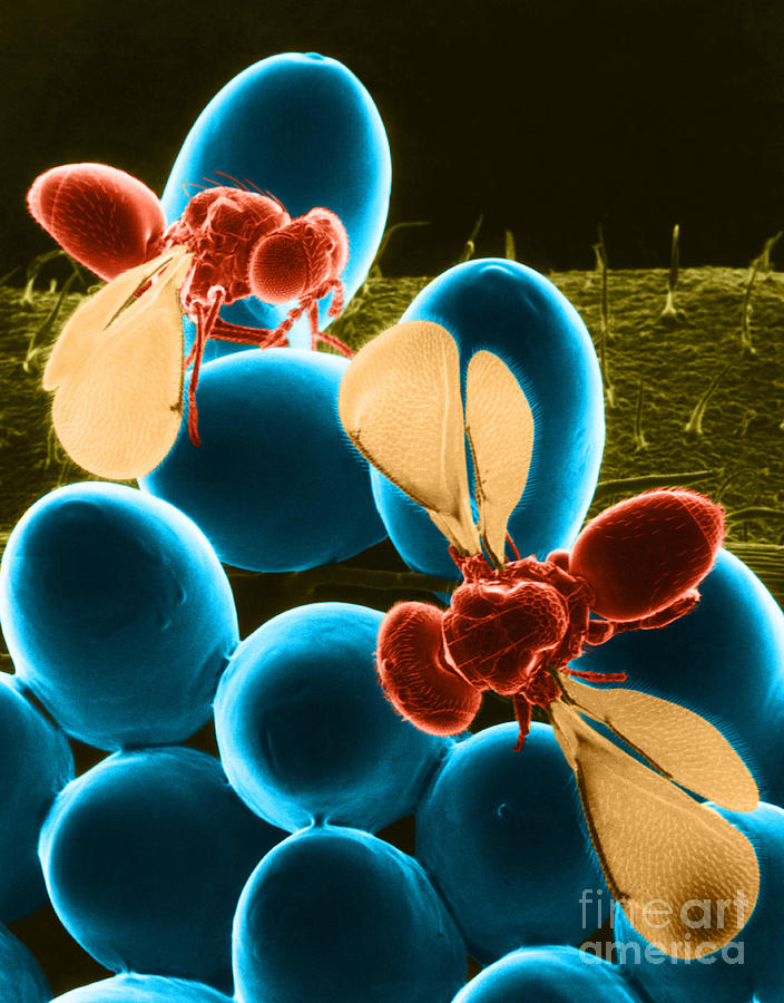 Parasitic Wasps, Sem #1 Photograph by Science Source