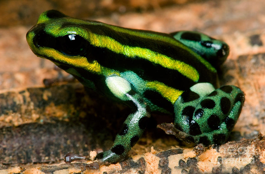 Pasco Poison Frog #1 Photograph by Dant Fenolio