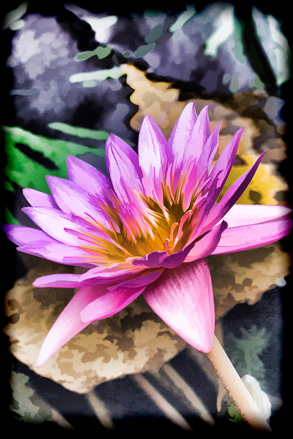 Pastel Lily #1 Photograph by Ray Shiu