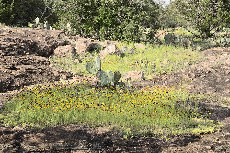 Patch of yellow wildflowers and prickly pear cactus #1 Photograph by Alan Tonnesen