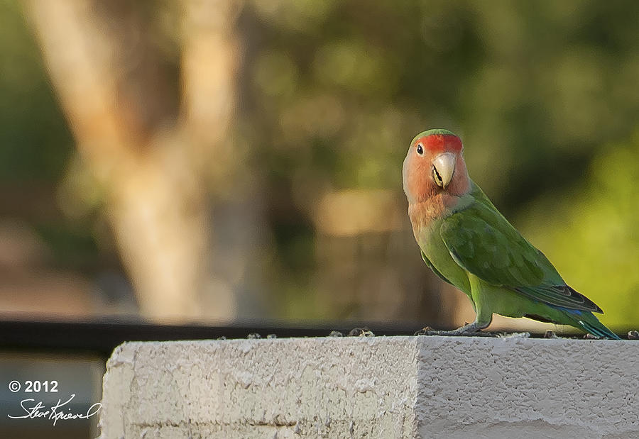 Parrot Photograph - Peach Faced Love Bird Parrot 16 #1 by Steve Knievel