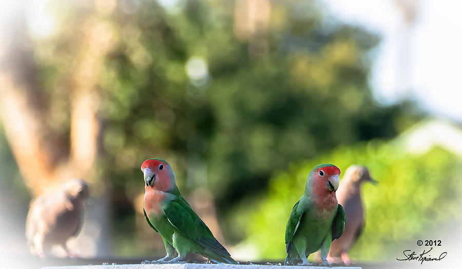 Parrot Photograph - Peach Faced Love Bird Parrot 29 #1 by Steve Knievel