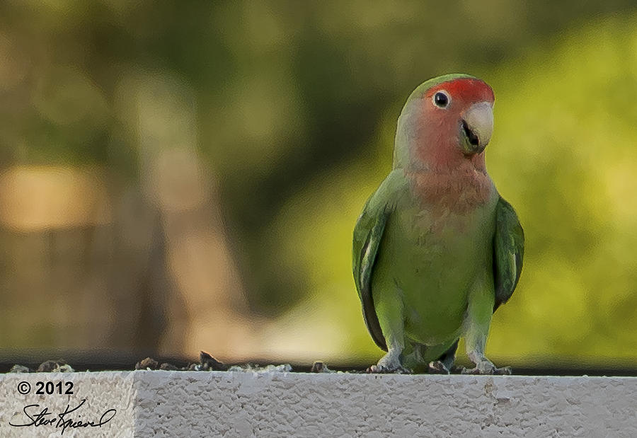 Parrot Photograph - Peach Faced Love Bird Parrot 5 #1 by Steve Knievel
