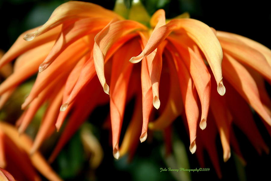 Peachy Petals #1 Photograph by Jale Fancey