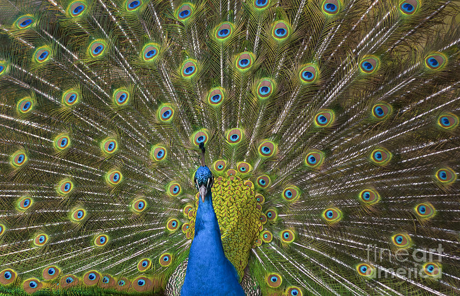 Peacock #1 Photograph by Andrew  Michael