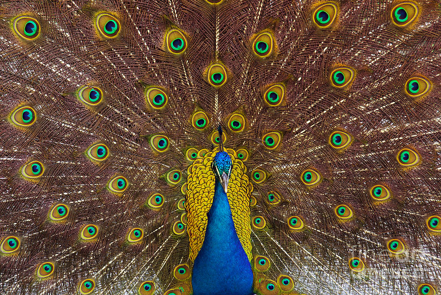 Feather Photograph - Peacock #1 by Carlos Caetano