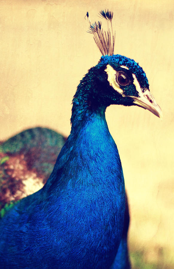 Peacock Photograph - Peacock #1 by Falko Follert