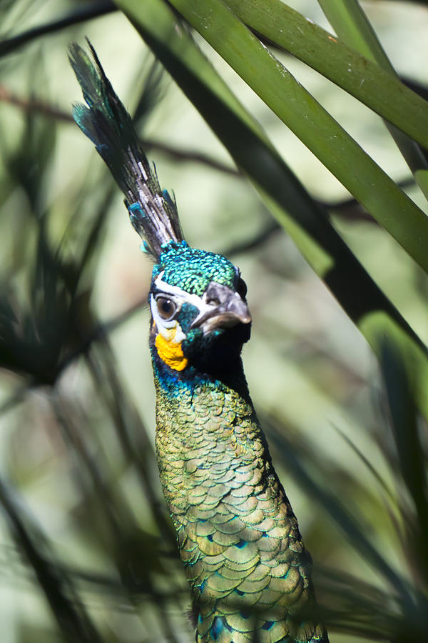 Garden Photograph - Peacock In Hiding #1 by Nicholas Evans