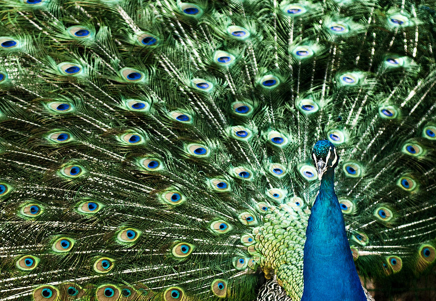 Nature Photograph - Peacock #1 by Ivan Vukelic