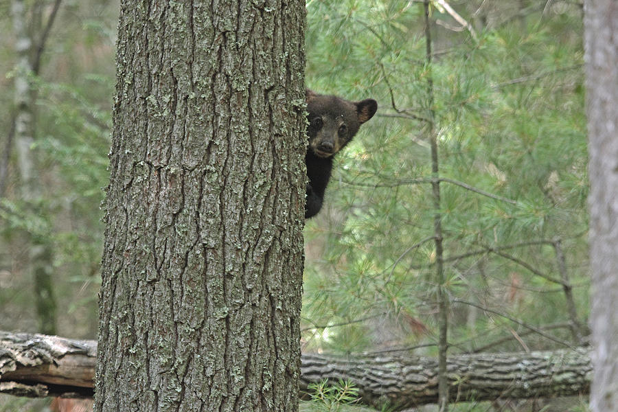 Peek a Boo Photograph by Larry Parker