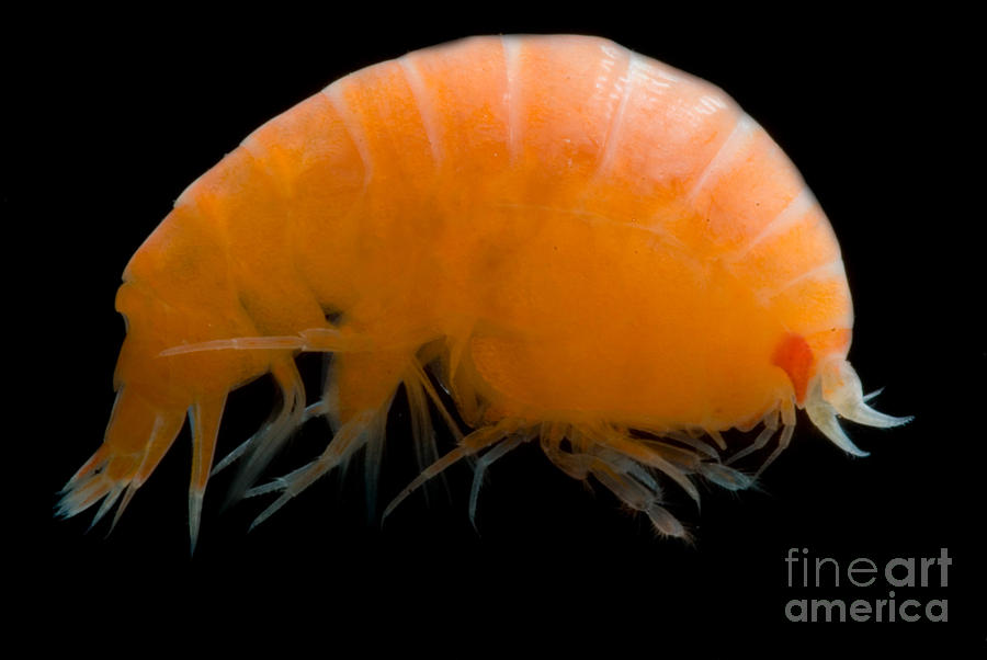 Pelagic Amphipod #1 Photograph by Dant Fenolio