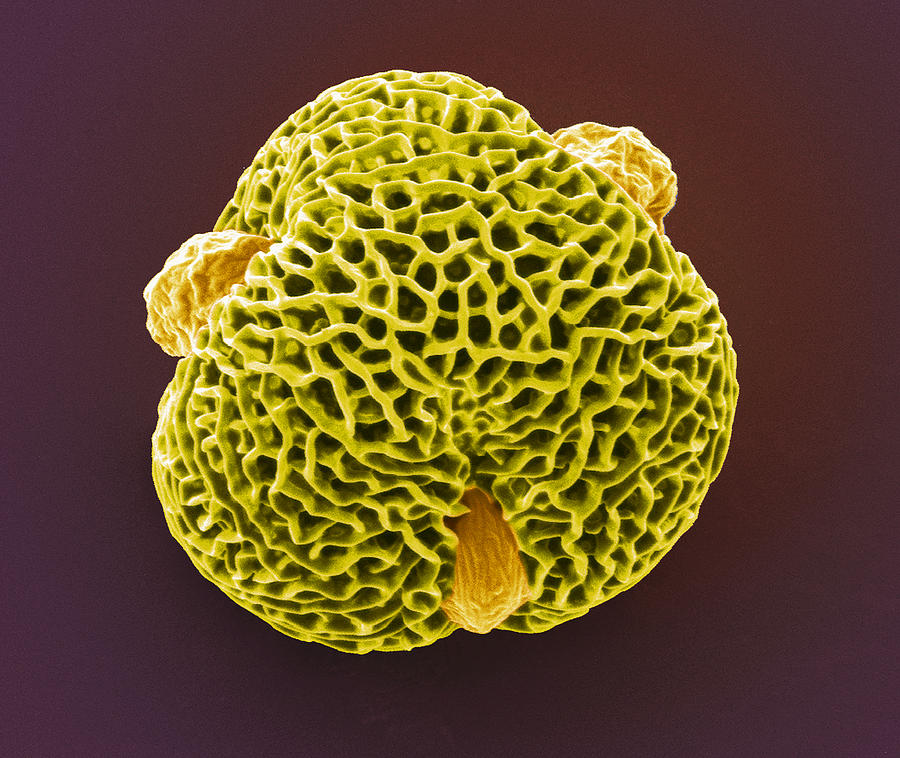 Pelargonium Pollen Grain Sem Photograph By Steve Gschmeissner Fine Art America 8134