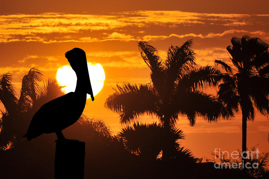 Pelican at sunset #1 Photograph by Dan Friend