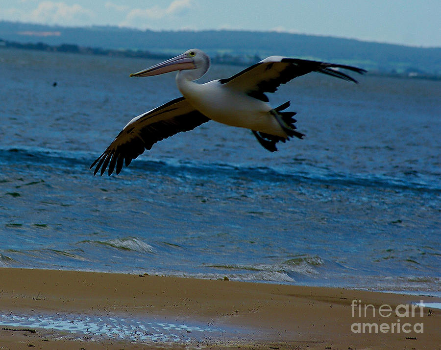 Pelican in flight #1 Photograph by Blair Stuart