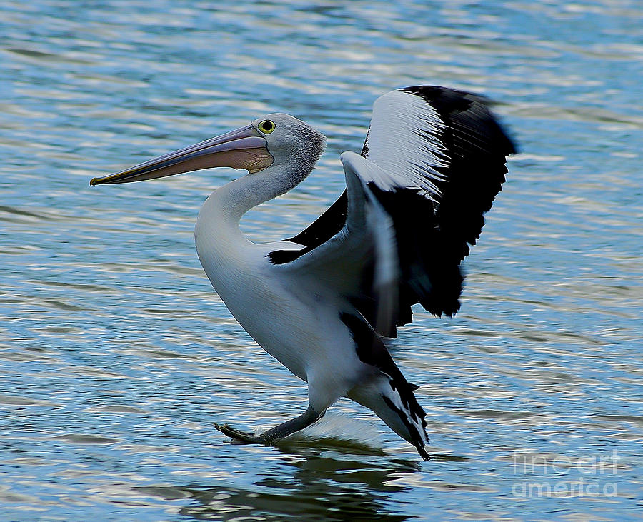 Pelican Landing #1 Photograph by Blair Stuart