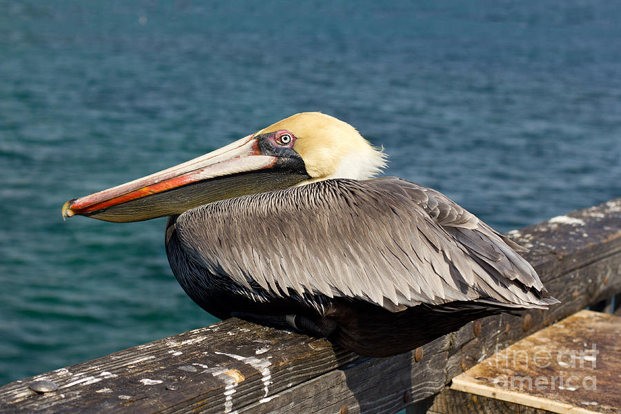 Pelican #1 Photograph by Les Palenik
