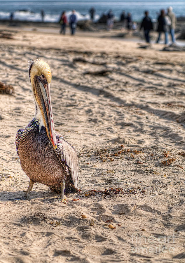 Pelican Portrait #1 Photograph by Eddie Yerkish
