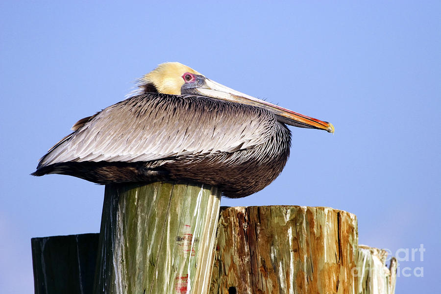 Pelican sitting on a piling #1 Photograph by John Van Decker