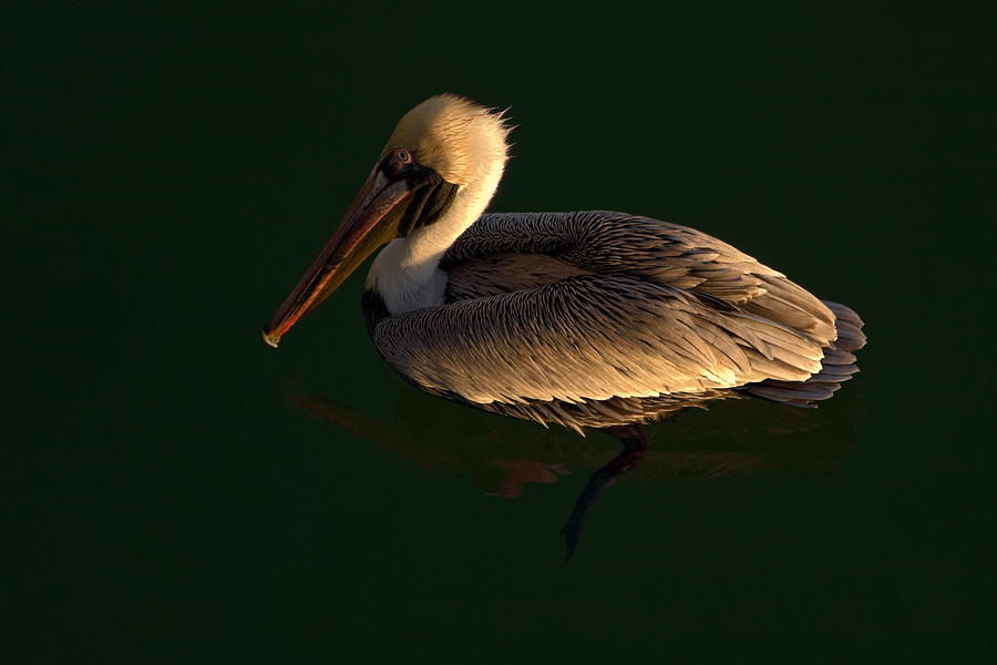 Pelican Swimming #2 Photograph by Sally Weigand