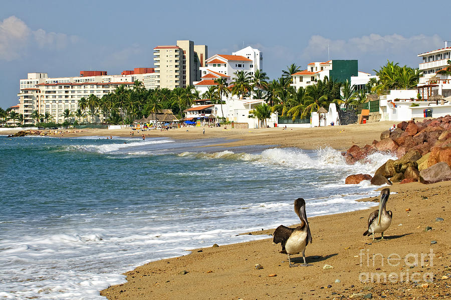 Pelicans on beach in Mexico 1 Photograph by Elena Elisseeva
