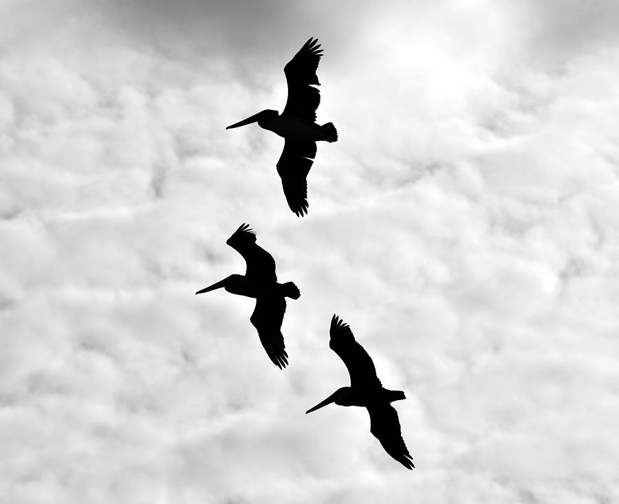 Black And White Photograph - Pelicans on the wing #1 by David Lee Thompson