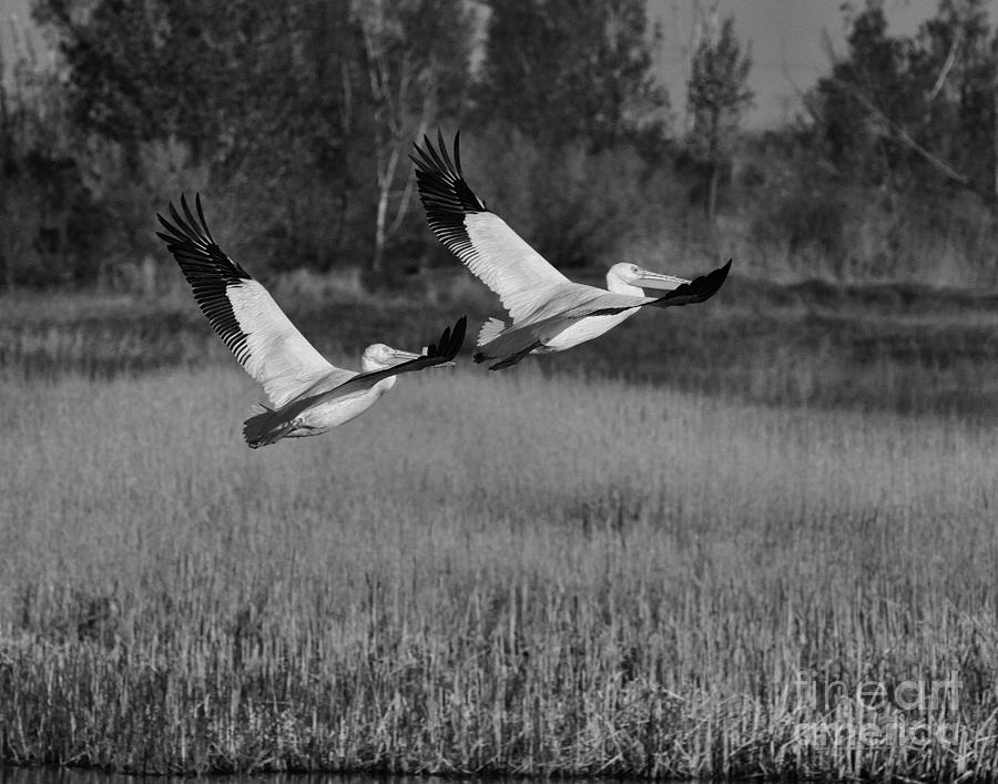 Pelicans Rising #1 Photograph by Dennis Hammer