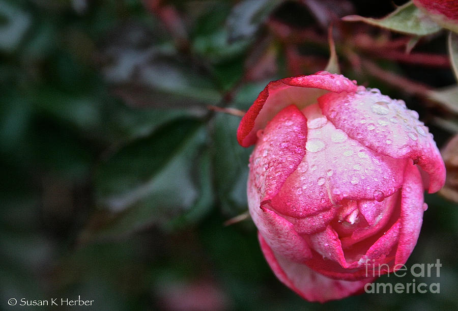 Nature Photograph - Peppermint Rose #1 by Susan Herber