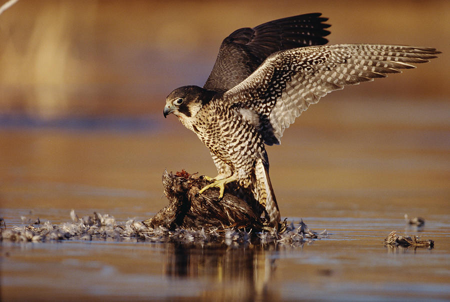Peregrine Falcon Adult In Protective #1 Photograph by Tim Fitzharris