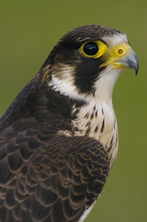Peregrine Falcon Falco Peregrinus #1 Photograph by Pete Oxford