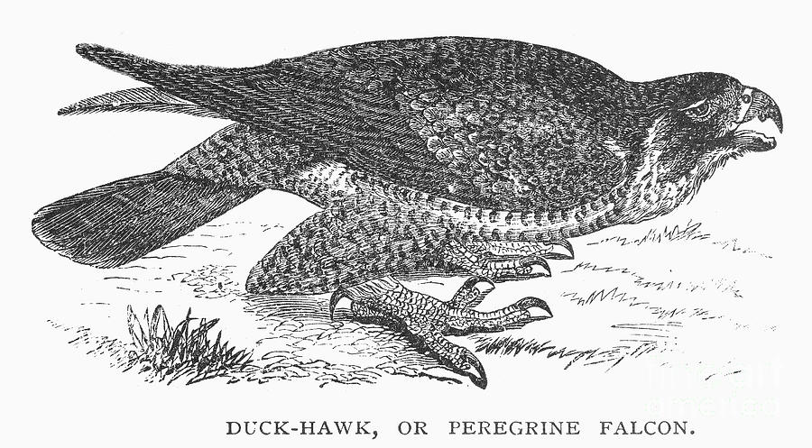 Peregrine Falcon #1 Photograph by Granger