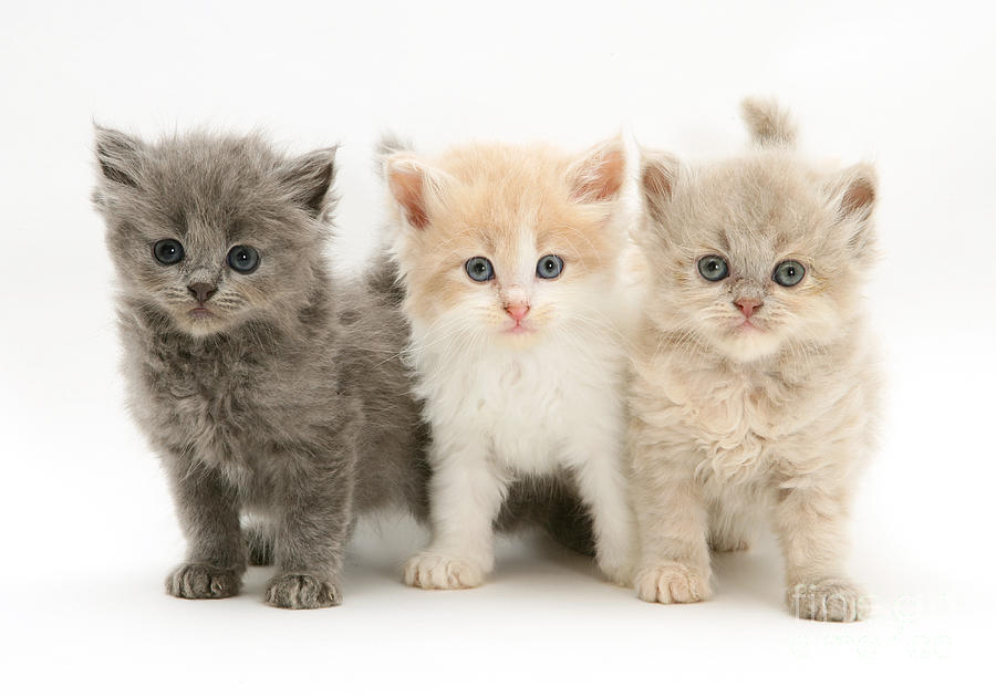 Persian-cross Kittens Photograph by Jane Burton - Pixels