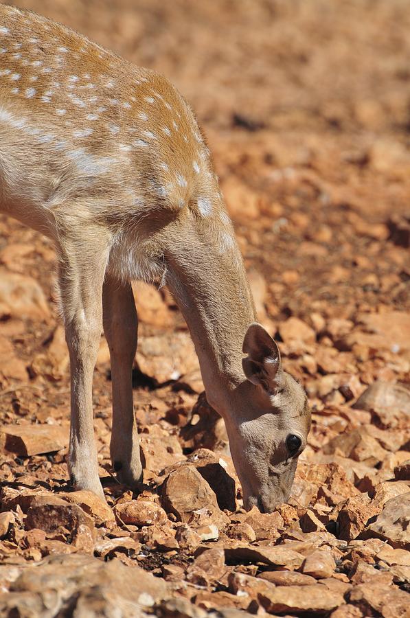Deer Photograph - Persian Fallow Deer #1 by Photostock-israel