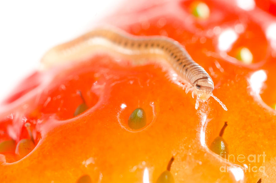 Strawberry Photograph - PEST MILLIPEDE cylindroiulus punctatus feeding on a strawberry #1 by Andy Smy