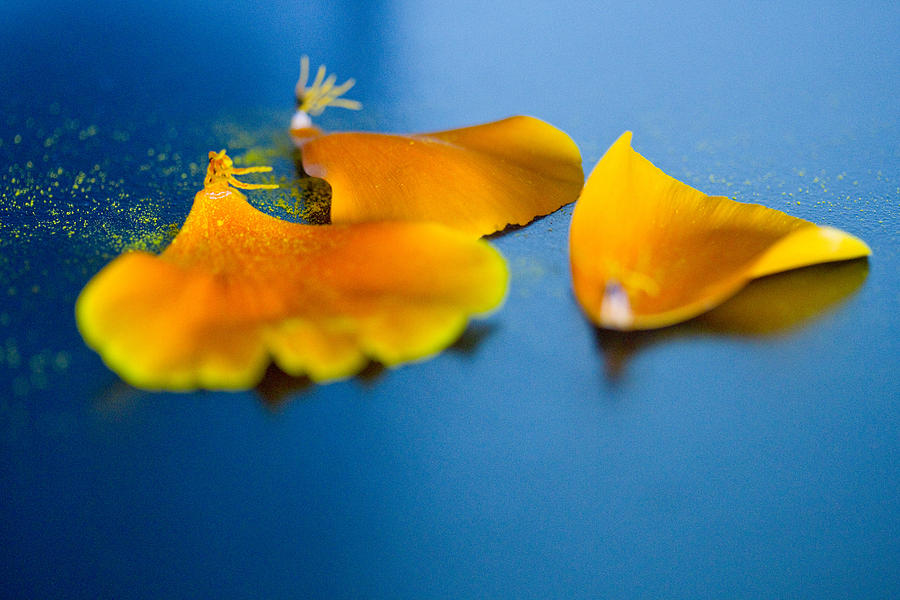 Petals Fall #1 Photograph by Marie Jamieson