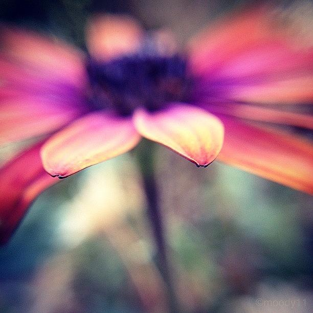 Petals For The #macro_power_hour #1 Photograph by Rebekah Moody
