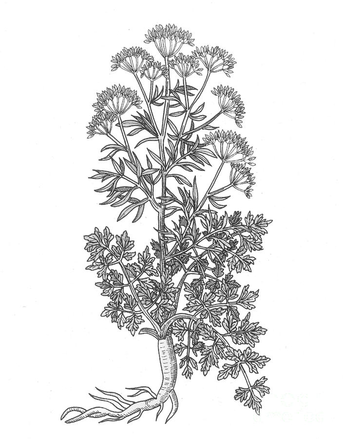 Petroselinum Crispum, Garden Parsley #1 Photograph by Science Source
