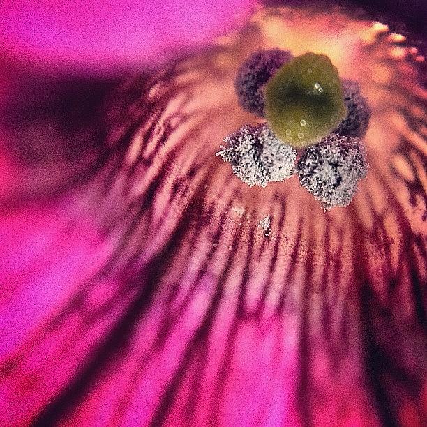 Petunia For The #macro_power_hour #1 Photograph by Rebekah Moody