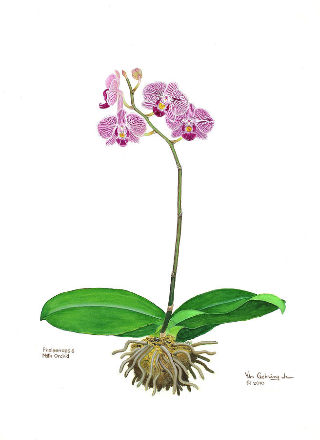 Garden Painting - Phalaenopsis Moth Orchid by Bill Gehring