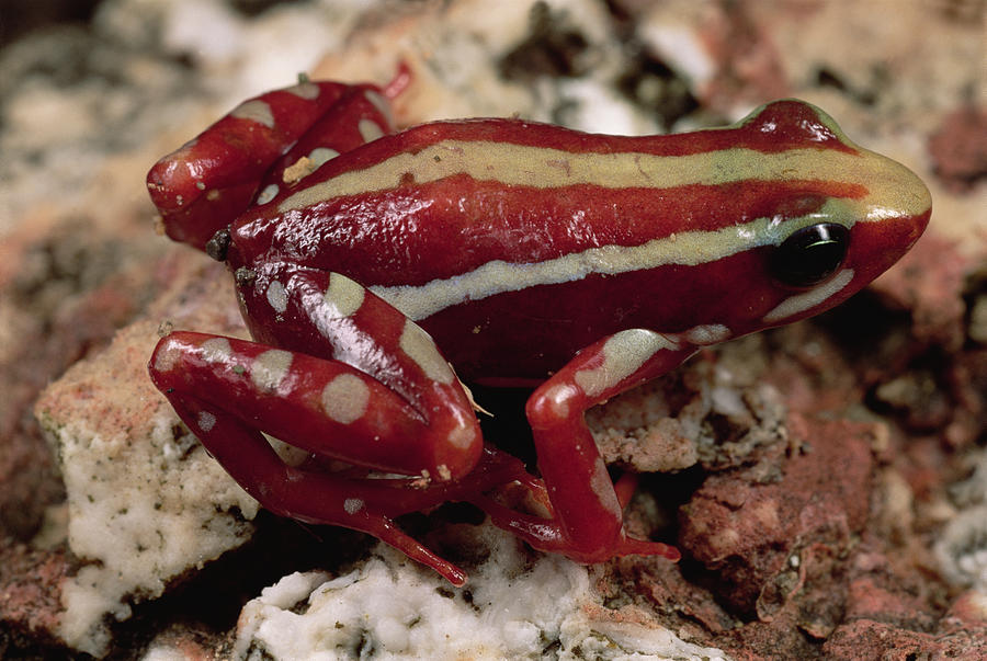 Phantasmal Poison Dart Frog #1 Photograph by Mark Moffett