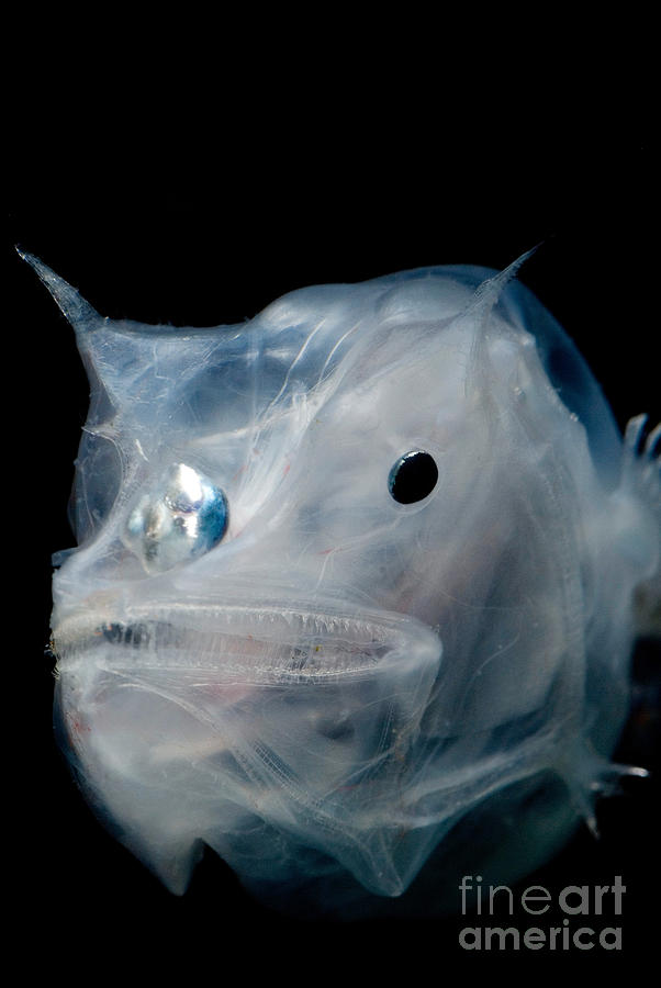 Phantom Anglerfish #1 Photograph by Dant Fenolio
