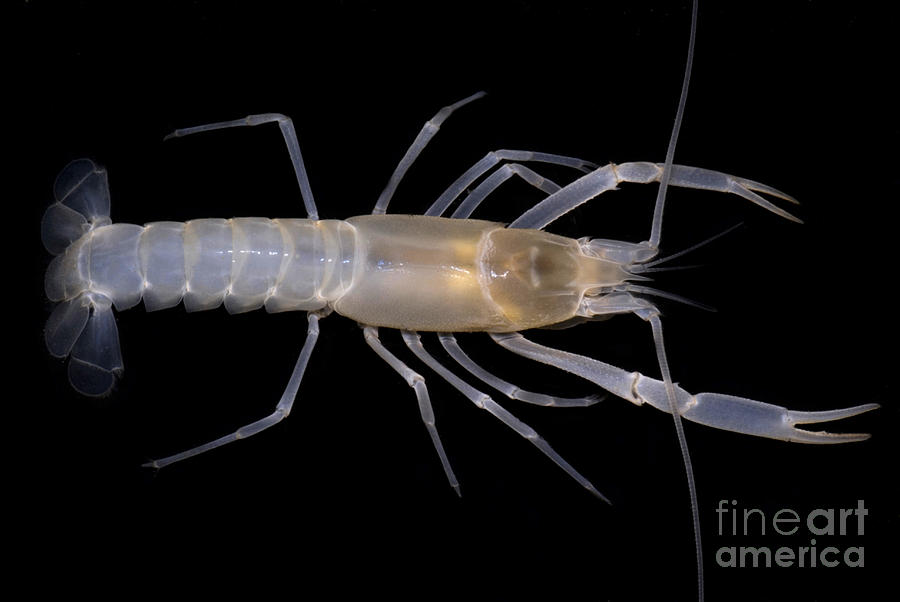 Phantom Cave Crayfish #1 Photograph by Dante Fenolio